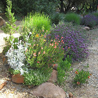 Rock wall garden designed for bees.
